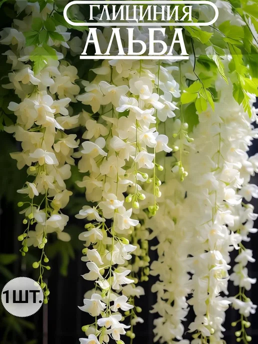 Саженцы Глицинии Альба засухоустойчивая